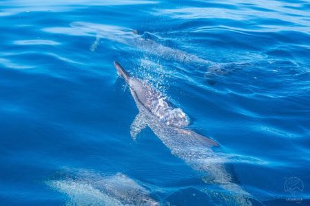 3h dolphin and snorkeling tour in a wild lagoon with Mobydick
