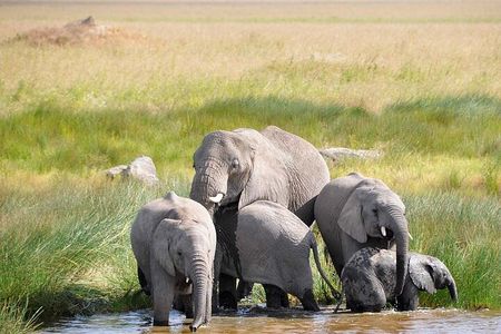 Discover the Luxury Safari in Serengeti National Park from Zanzibar