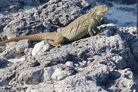  Clear Bottom Kayaks Mangrove and Iguana Tour