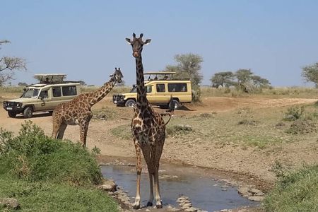 Private Multi day Safari tour in Tanzania