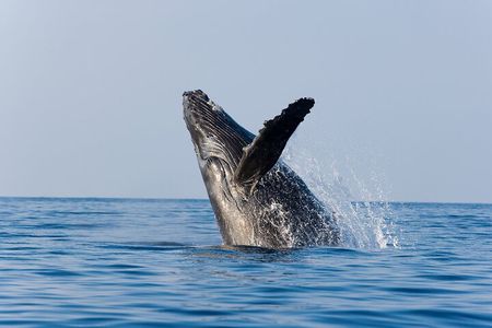 Whale Watching with Lunch and transportation included