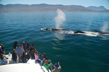 Full-Day Whale Watching and Wine Region Experience from Cape Town