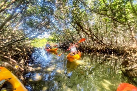 Exclusive Kayak Expedition: Exploring the Mangroves to Shell Key 