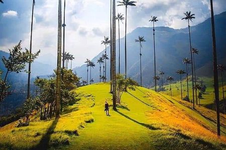 Cocora Valley, Salento and Coffee Farm Day Tour 