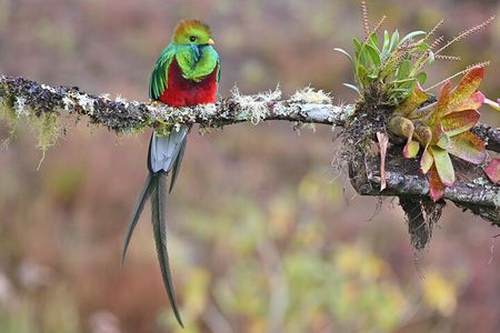 5-Hour Birdwatching and Photography Tour in Monteverde