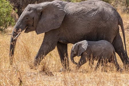 4 Days Tanzania Budget Safari