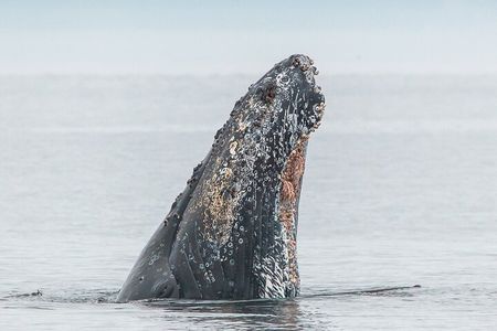 Summer Whale Watching Tour in a Zodiac Boat in Victoria
