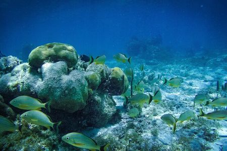 Reef Snorkel In National Park In Puerto Morelos With Lunch And Transportation
