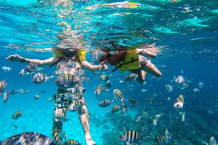 Boat and Snorkeling in West End (Blue Channel, The Aquarium, Turtle Crossing) 