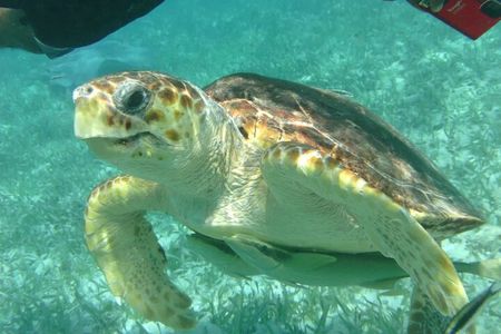 Hol-Chan Snorkel Tour from Caye Caulker