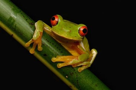Night Walk Experience in Wildlife Refuge Monteverde