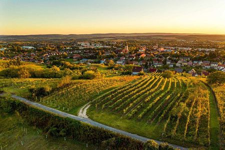 Eger private tour to the home of Bull's Blood wine with taste!
