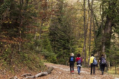 Guided Shared Group Forest Bathing Session in Serene Woodland Park