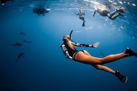 Oahu Open Water Shark Diving Experience