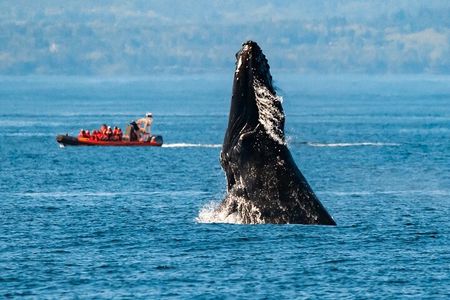Victoria: Winter Whale Watching & Marine Wildlife Tour