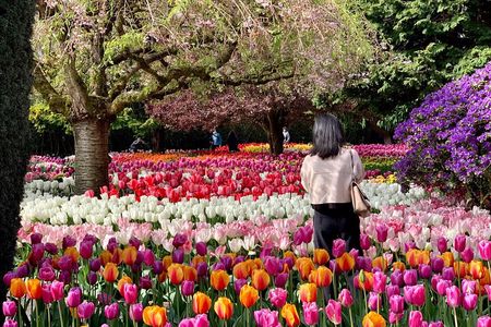 Skagit Valley Tulip Festival Tour