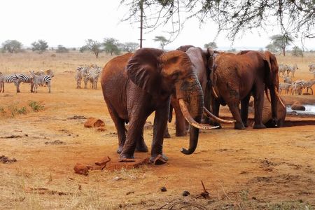 1 Day Red Elephant Safari starting from Diani beach.