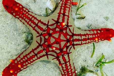 Starfish Adventure; Blue Lagoon Snorkeling; The Rock; Paje Beach; Jozani Forest