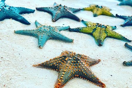 Starfish Beach; The Rock; Paje Beach; Jozani Forest; Salaam Cave