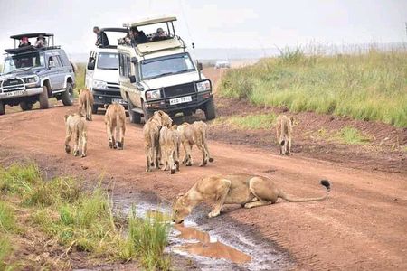 Nairobi National park, Giraffe center and Museum day tour