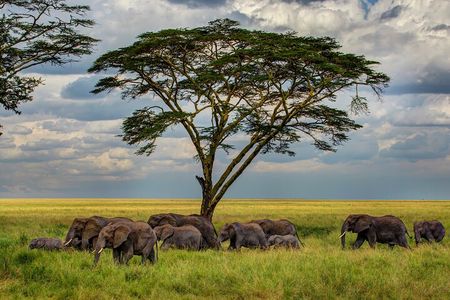 Multi-Day Camping Safari Experience in Arusha