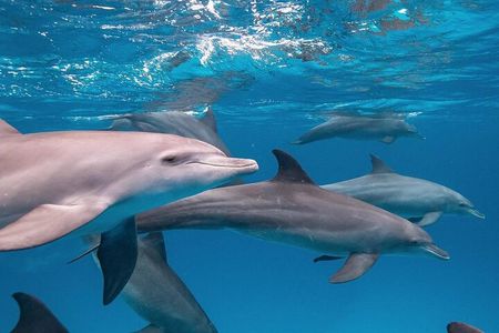 Dolphin Tour; Salaam Cave; Starfish Beach; The Rock; Kuza Cave