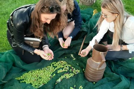 Raccolta delle olive e degustazione vini e olio con brunch ad Alcamo