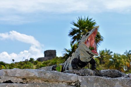 Tulum Guided Tour and Cenote Swim from Playa del Carmen