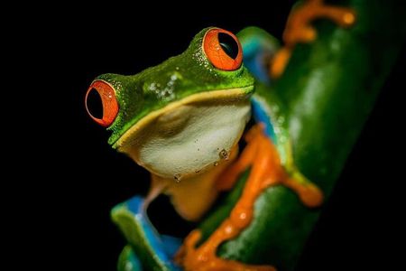 La Fortuna Night Tour - Private