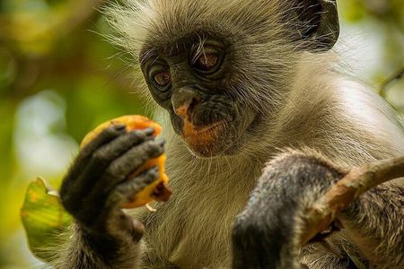 Salaam Cave Tour; Jozani Forest; Kuza Cave; Paje Beach; The Rock 