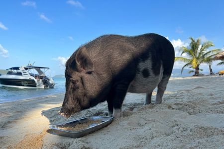 Private Half Day Trip to Pig Island and Koh Tan by Long Tail Boat