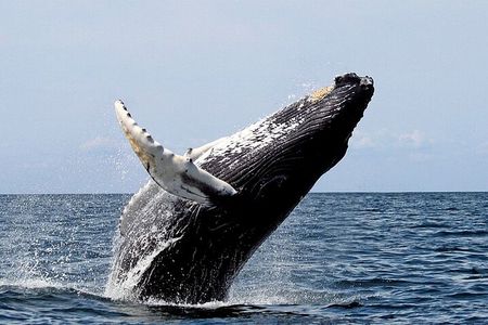 Small-Group Whale Watching in Baja Mexico