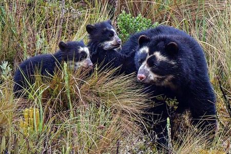 3 Day Private Tour: Birds and Mammals of the Andes