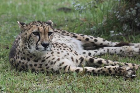 The Private Wildlife Tour
