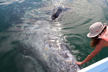 Gray Whale Watching Tour with Marine Biologist and Small Group