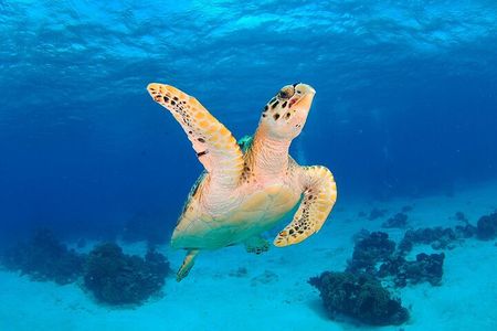 Discover scuba diving in Búzios