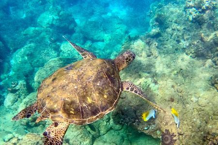 Snorkeling for Non-Swimmers Guided Tour - Wailea Beach