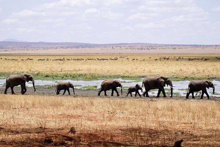 5-days Tarangire-Serengeti-Ngorongoro Safari