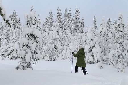 Small-Group Snowshoeing Adventure In Lapland