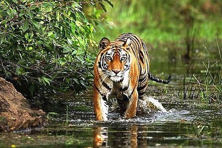 From Delhi: 5-Day Golden Triangle Tour & Ranthambore Tiger Safari