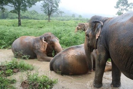 Elephant Nature Care, the largest elephant sanctuary on Koh Samui