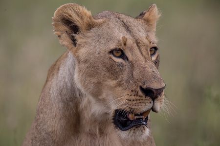 Nairobi National Park Day Tour