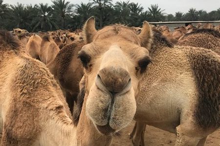 Full Day Sightseeing Tour in Bahrain