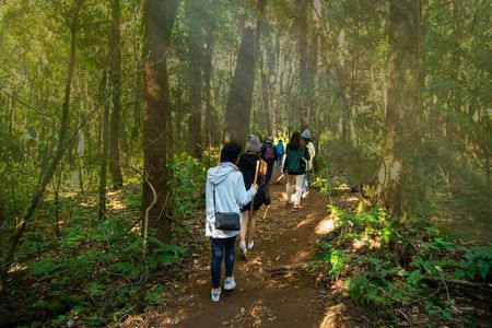 Doi Inthanon’s Pha Dok Siew Trekking
