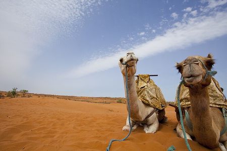 Half-Day Desert Safari Dubai With BBQ Dinner