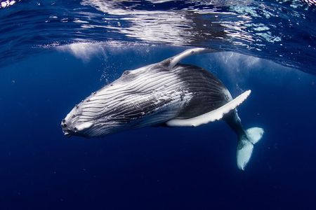 Private tour observing and swimming with humpback whales in Moorea