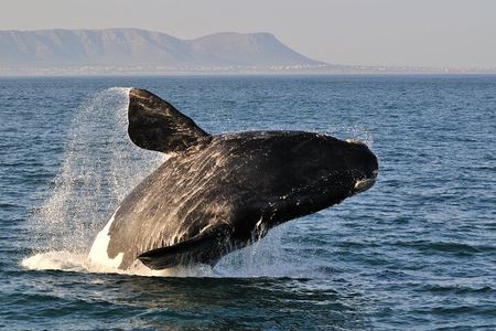 Hermanus Whales and Wine Full Day Private Tour 