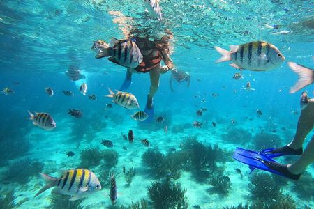 3 Hours VIP Semiprivate Tour Isla Mujeres Full Snorkeling Experience 
