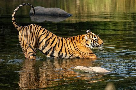  7 Days Private Tour of Taj Mahal, Tigers, Palace and Forts of India