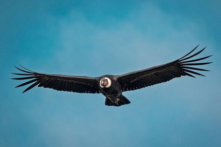 Chakana Reserve: Unique Andean Wildlife, Condors, Ecuadorian Hillstar & Bears